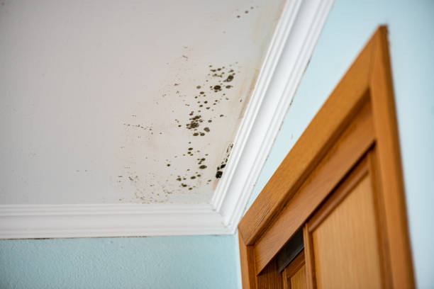 Best Black Mold Removal  in La Plata, NM